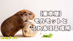 【東京版】モルモットとふれあえる施設・カフェ全22選