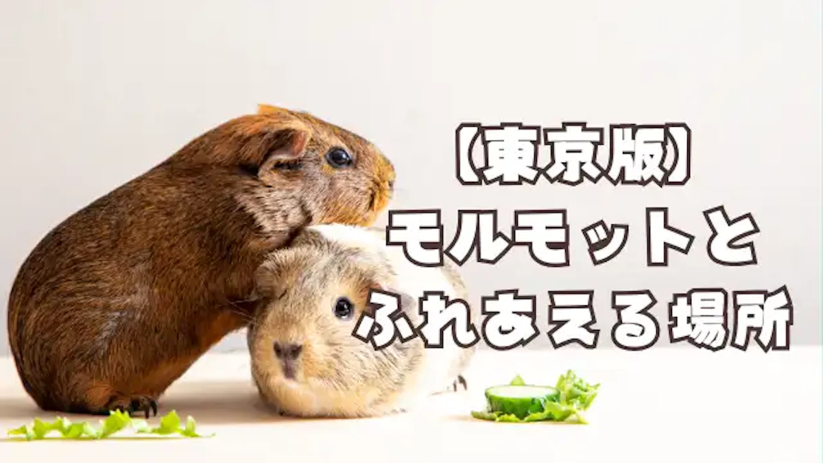 【東京版】モルモットとふれあえる施設・カフェ全22選