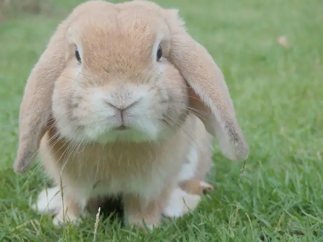 まるまるとしたうさぎ