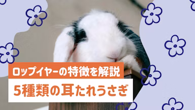 【全5種】耳たれうさぎの違いは？ロップイヤーの特徴から耳ケアまで解説のサムネイル画像