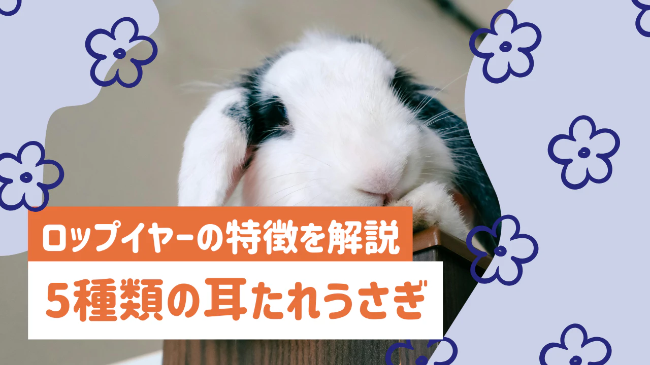 全5種】耳たれうさぎの違いは？ロップイヤーの特徴から耳ケアまで解説