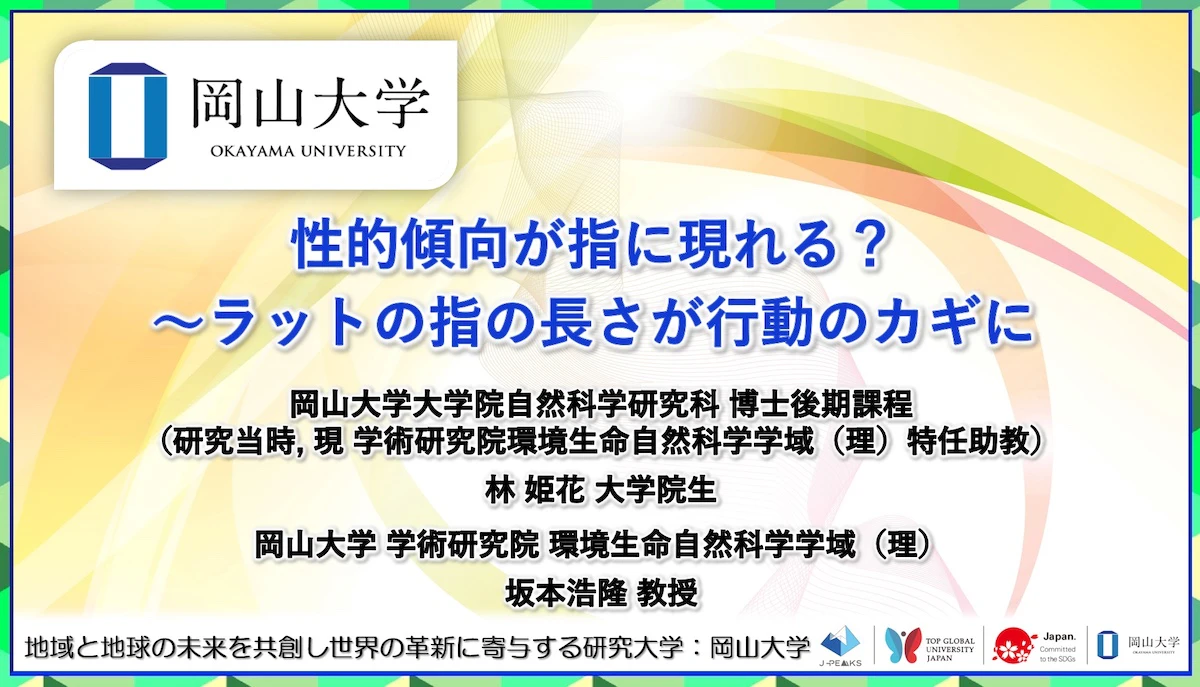 ラットの指の長さが性的活発性の指標に？岡山大学が世界初の発見
