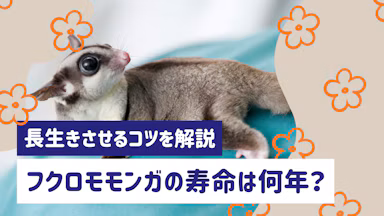 フクロモモンガの寿命は何年？寿命を縮める原因と長生きさせる飼い方を解説のサムネイル画像