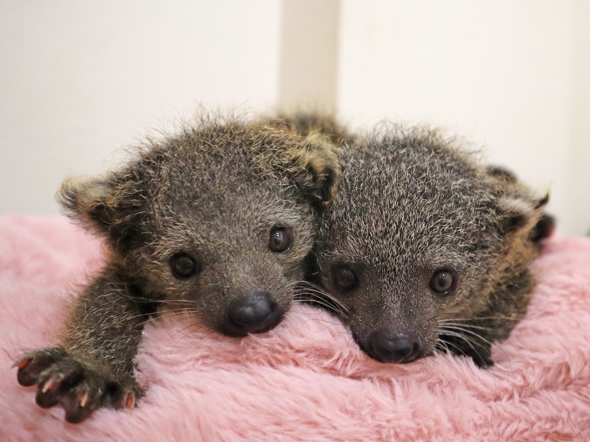 アニタッチ MARK IS 静岡でビントロングの赤ちゃん2頭が誕生！人工哺育で順調に成長中