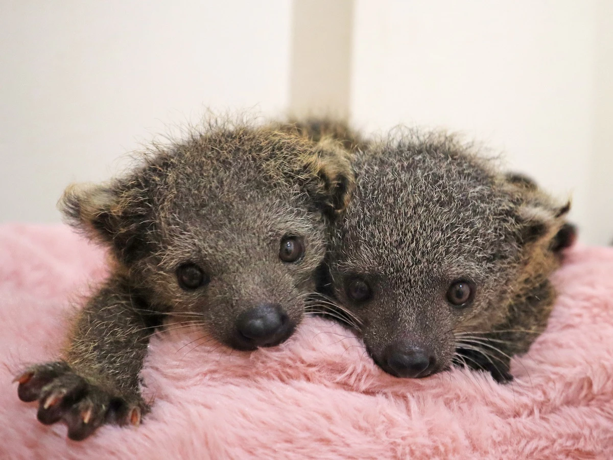 アニタッチ MARK IS 静岡でビントロングの赤ちゃん2頭が誕生！人工哺育で順調に成長中