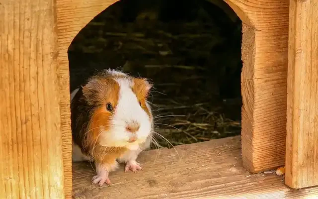 小屋のモルモット
