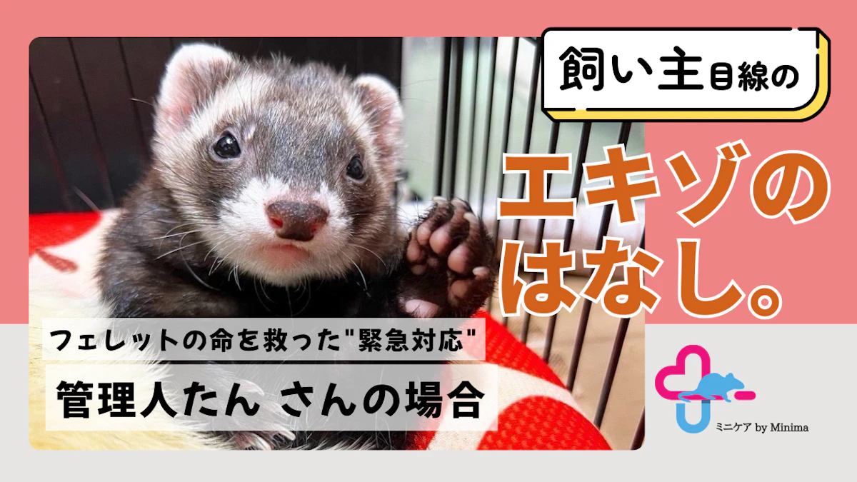 フェレットの命をつないだ"緊急対応"。手術せず自宅ケアを選んだ飼い主の判断とは【エキゾのはなし。#12】