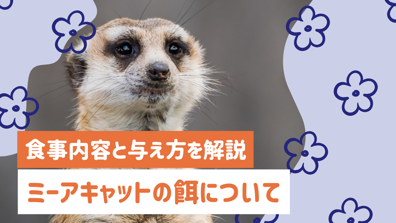 ミーアキャット様専用 ゼオスキンヘルス4点セット 【公式通販】