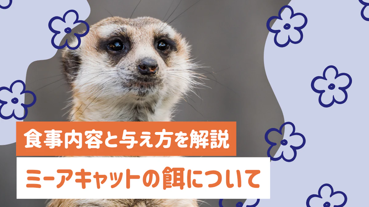 ミーアキャットの餌は何をあげればいい？食事内容と与え方を解説