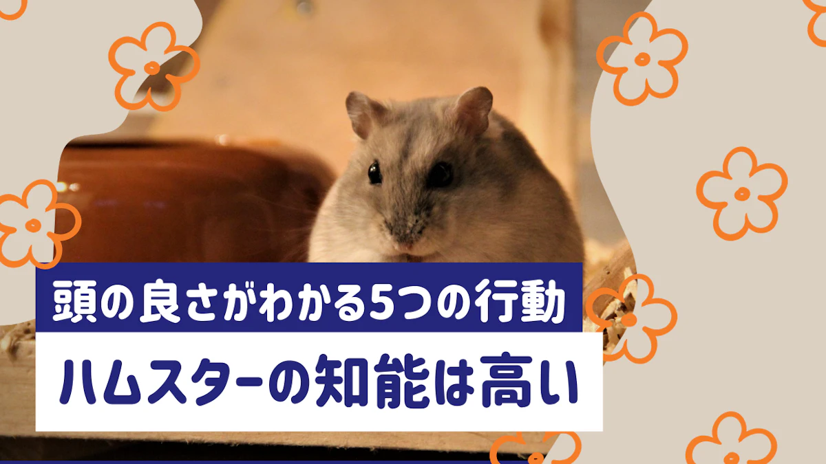 ハムスターの知能はどれくらい？頭の良さがわかる5つの行動を解説