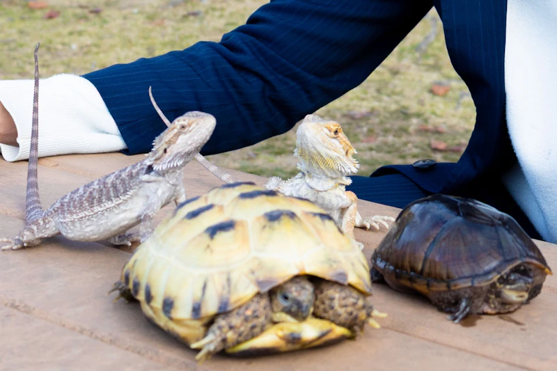 奈良公園にて撮影した(右前)ミシシッピニオイガメ、(後方)フトアゴヒゲトカゲ、(左前)ヨツユビリクガメ