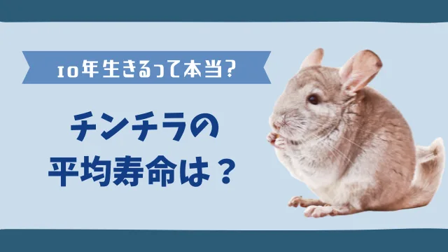 チンチラの寿命は何歳まで？　長生きさせる飼い方と病気対策のサムネイル画像