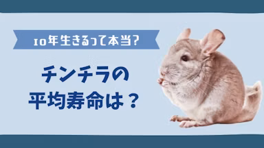 チンチラの寿命はどのくらい?長生きさせる飼い方のコツを解説のサムネイル画像