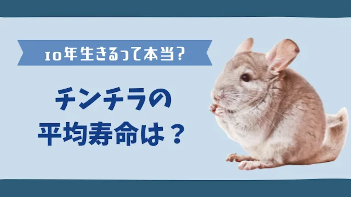 チンチラの寿命はどのくらい？長生きさせる飼い方のコツを解説