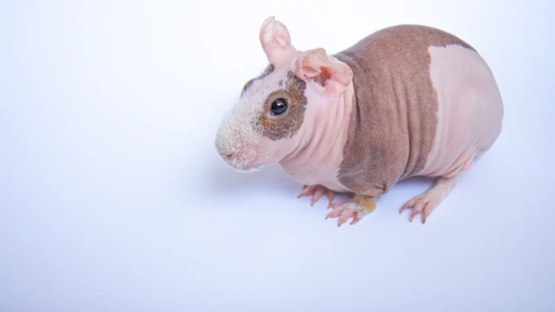 スキニーギニアピッグ