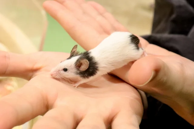 走るパンダマウス