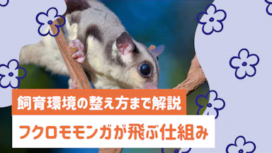 フクロモモンガが飛ぶ仕組みとは？滑空のメカニズムから飼育環境の整え方まで解説のサムネイル画像