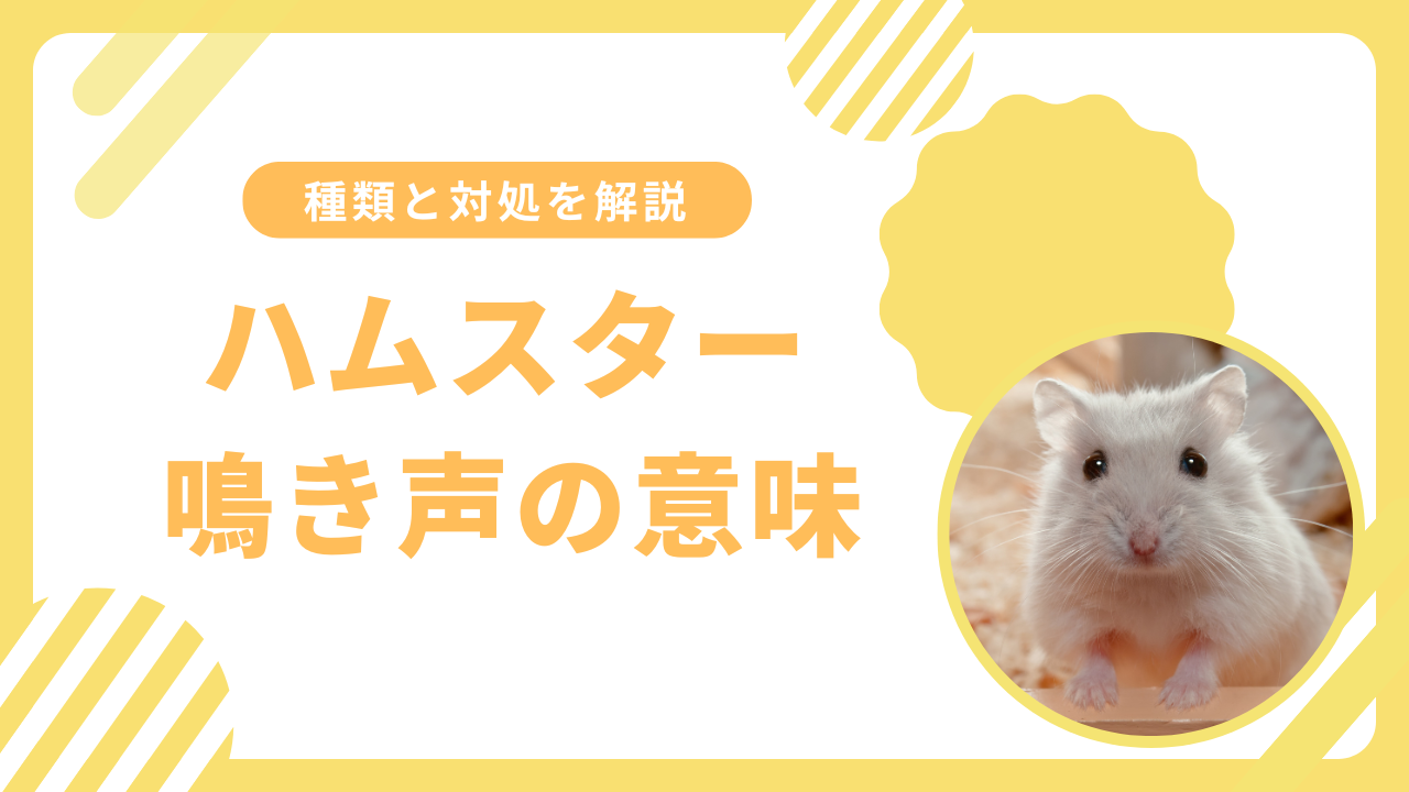 ハムスターの鳴き声の意味とは？キュッキュッ・プスプスなど音別に解説