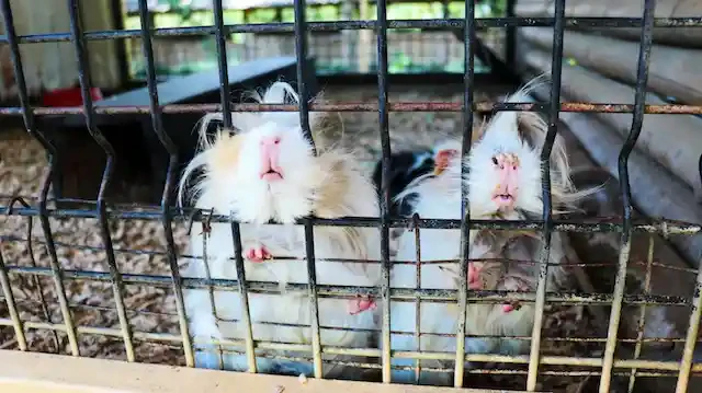 ケージのモルモット