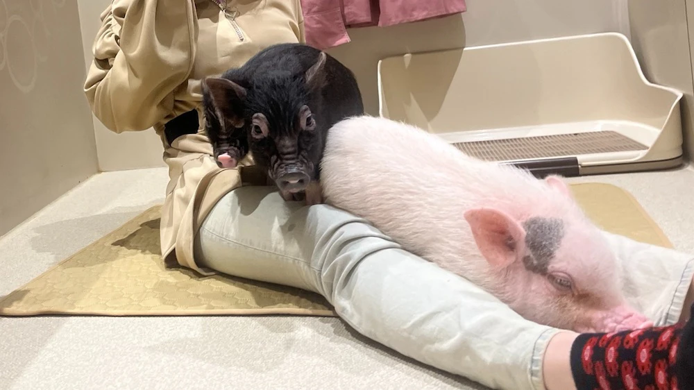 イベント参加者の膝に乗るマイクロブタ