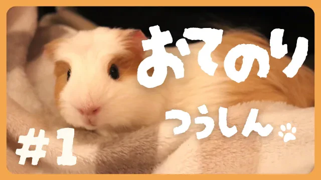 【#1】Minima編集部のペットを紹介！【おてのりつうしん】のサムネイル画像