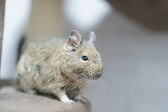 デグー4