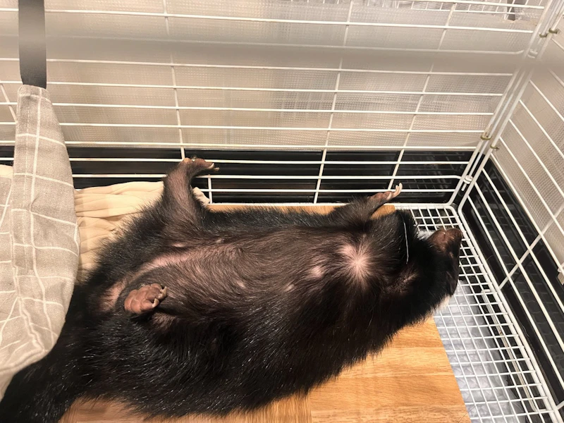 寝転ぶスカンク