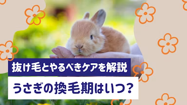 うさぎの換毛期はいつ?抜け毛の量と飼い主がやるべきケアを解説のサムネイル画像