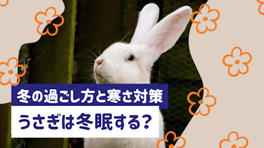 うさぎは冬眠する？冬の過ごし方と寒さ対策を徹底解説のサムネイル画像