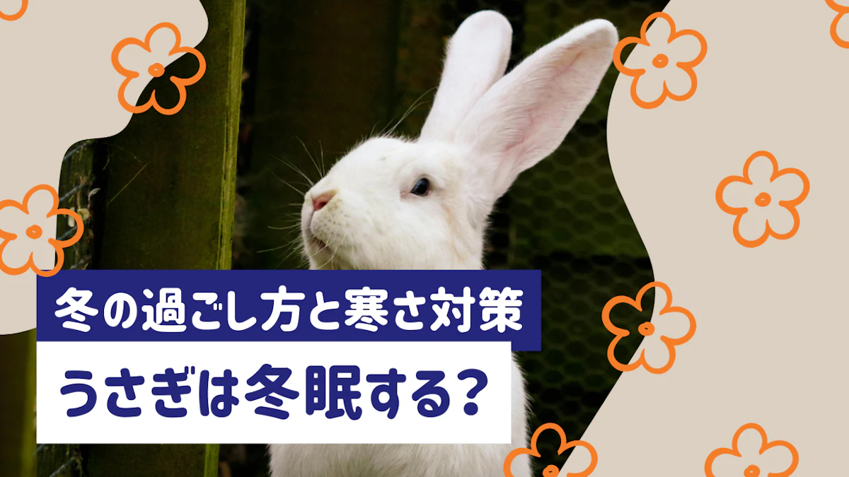 うさぎは冬眠する？冬の過ごし方と寒さ対策を徹底解説のサムネイル画像