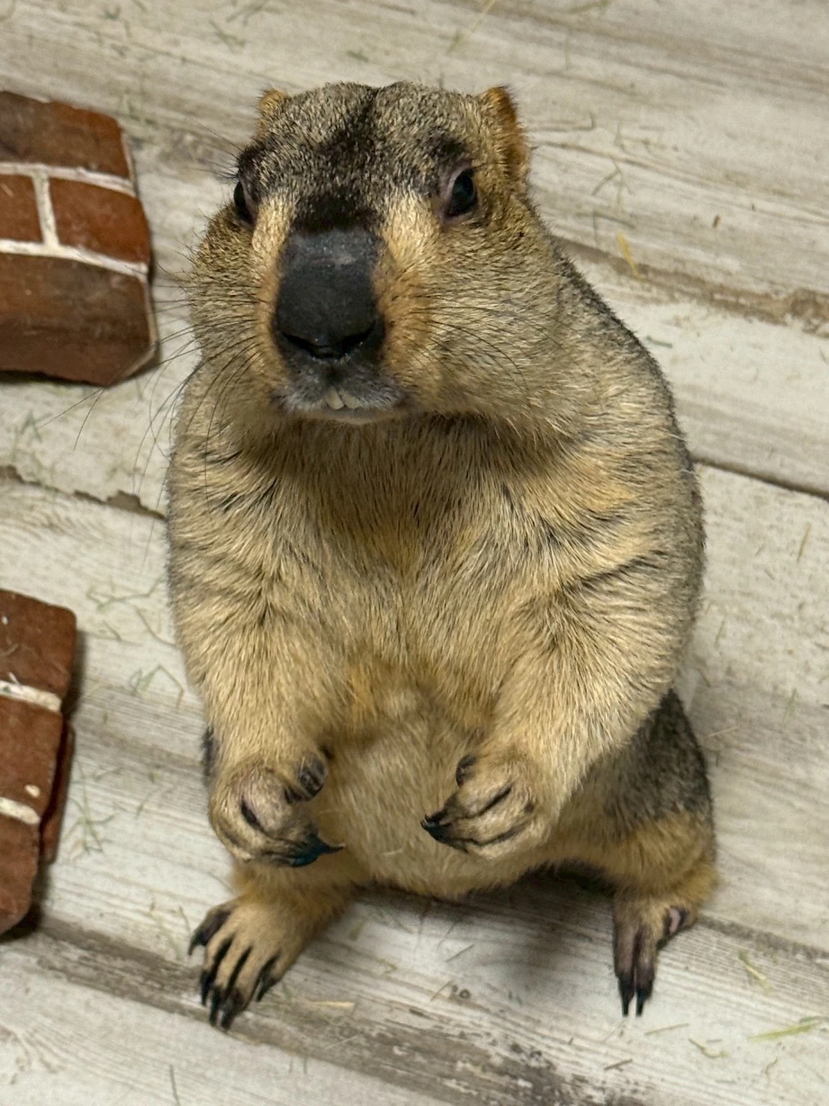 治療を終えのびのびと暮らすココアちゃん(本年8月)