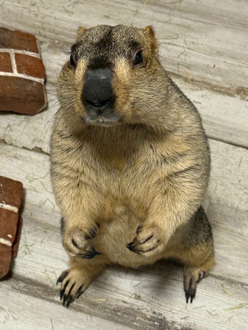 治療を終えのびのびと暮らすココアちゃん（本年8月）