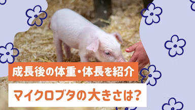 マイクロブタの大きさはどのくらい？成長後の体重・体長と飼育前に知っておきたいことのサムネイル画像