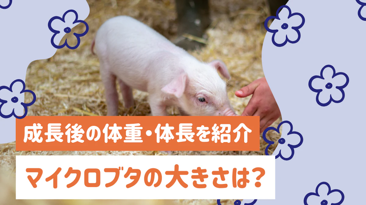 マイクロブタの大きさはどのくらい？成長後の体重・体長と飼育前に知っておきたいこと
