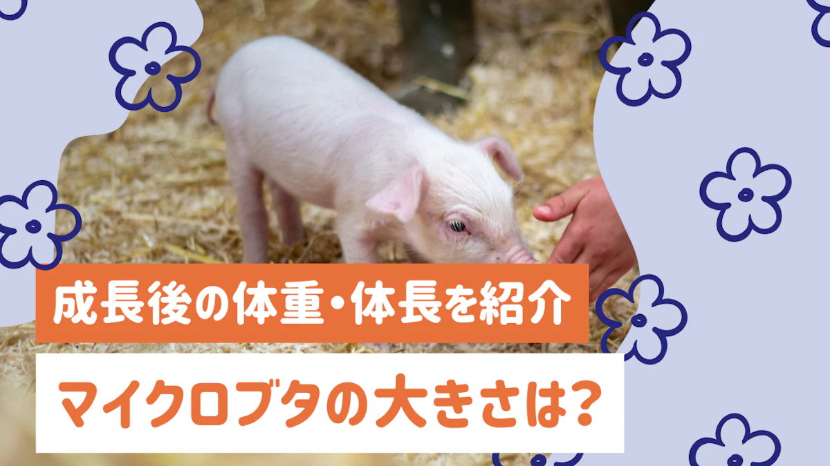 マイクロブタの大きさはどのくらい？成長後の体重・体長と飼育前に知っておきたいこと