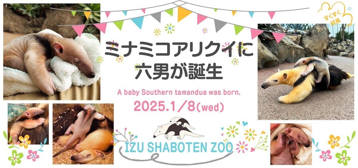 伊豆シャボテン動物公園でミナミコアリクイの赤ちゃんが誕生！のサムネイル画像