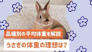 うさぎの体重は何キロが理想？品種別の平均体重と正しい測り方・管理方法を解説のサムネイル画像