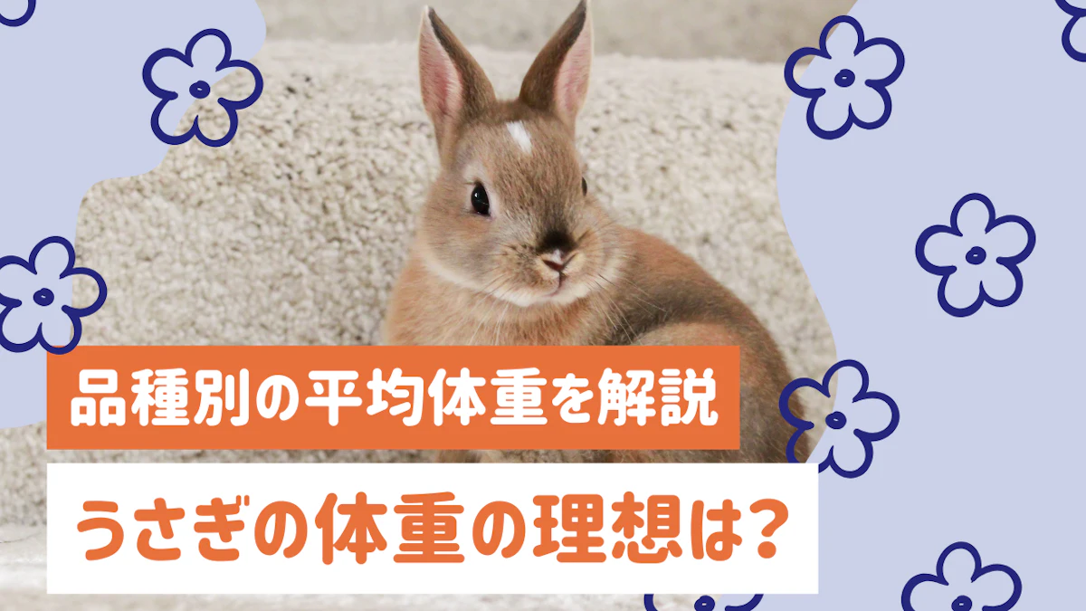 うさぎの体重は何キロが理想？品種別の平均体重と正しい測り方・管理方法を解説