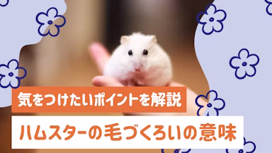 ハムスターの毛づくろいは何のため？行動の意味と気をつけたいポイントを解説のサムネイル画像