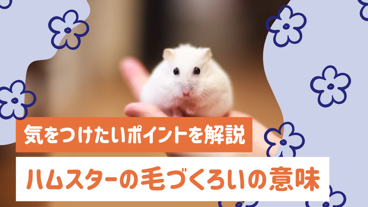 ハムスターの毛づくろいは何のため?行動の意味と気をつけたいポイントを解説