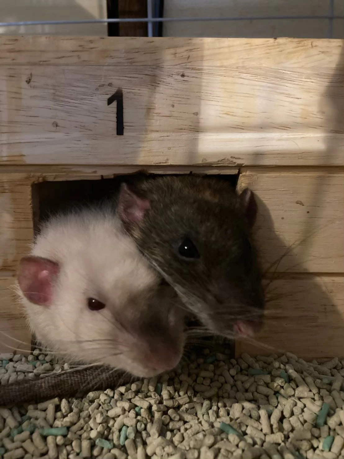 跳び箱から２匹のラット