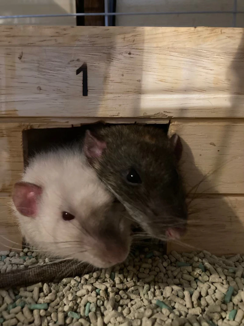 跳び箱から２匹のラット