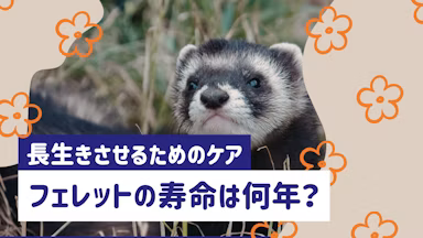 フェレットの寿命はどのくらい？平均寿命と長生きさせるための飼育ポイントのサムネイル画像