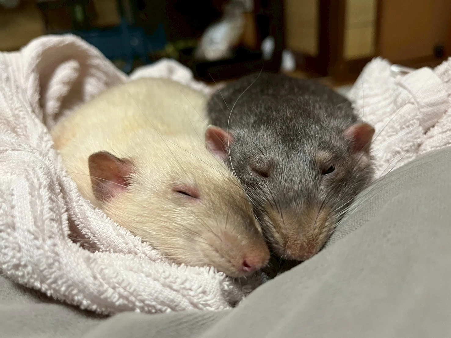 寝てる２匹のラット