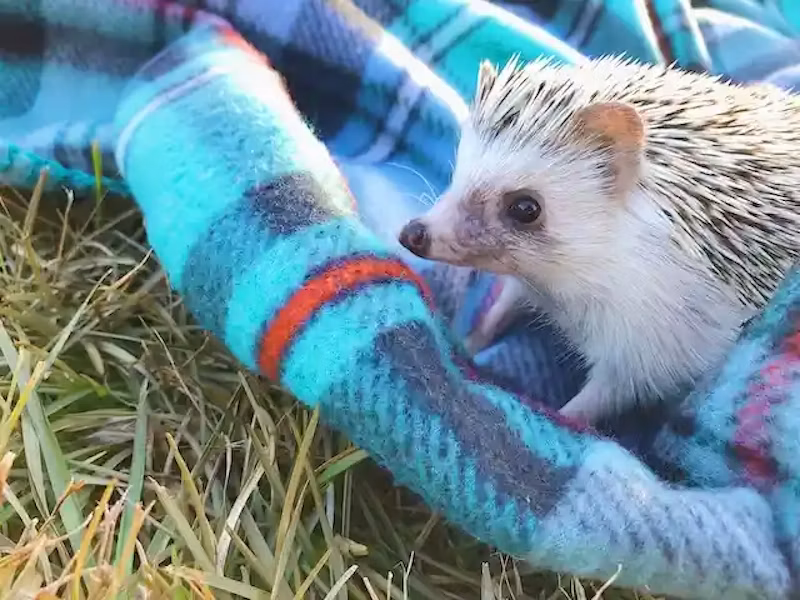 マフラーとハリネズミ