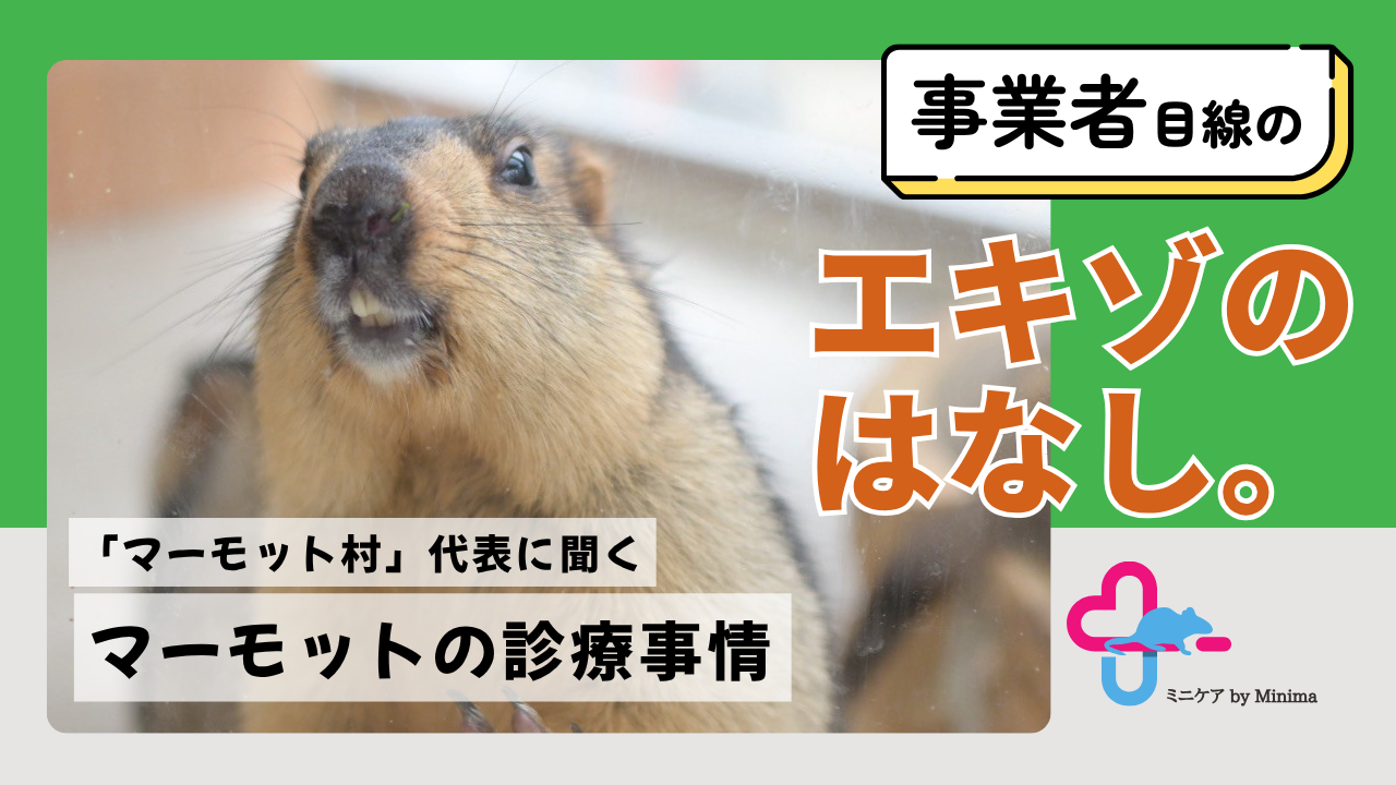 マーモットを診られる動物病院はある?「マーモット村」代表に聞く、飼育事例の少ない生き物との暮らし【エキゾのはなし。#1】