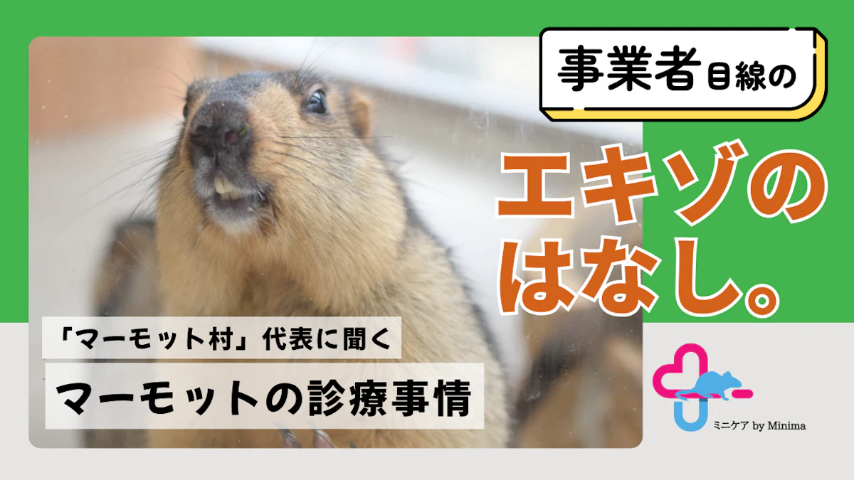 マーモットを診られる動物病院はある？「マーモット村」代表に聞く、飼育事例の少ない生き物との暮らし【エキゾのはなし。#1】