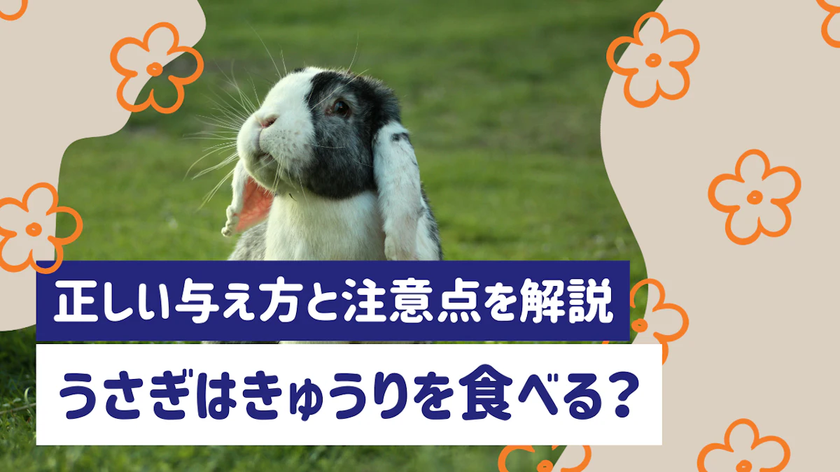うさぎはきゅうりを食べられる！適切な量と与え方、注意点を徹底解説