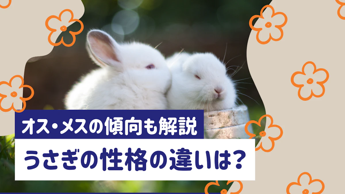 【種類別】うさぎの性格の違いは？オス・メスの傾向も詳しく解説のサムネイル画像