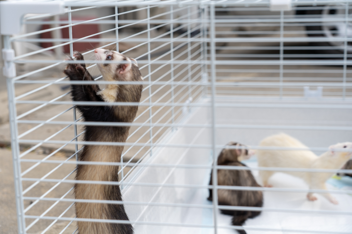 うちの子に“ピッタリ”サイズのケージを。3種の「マルチボックス」で